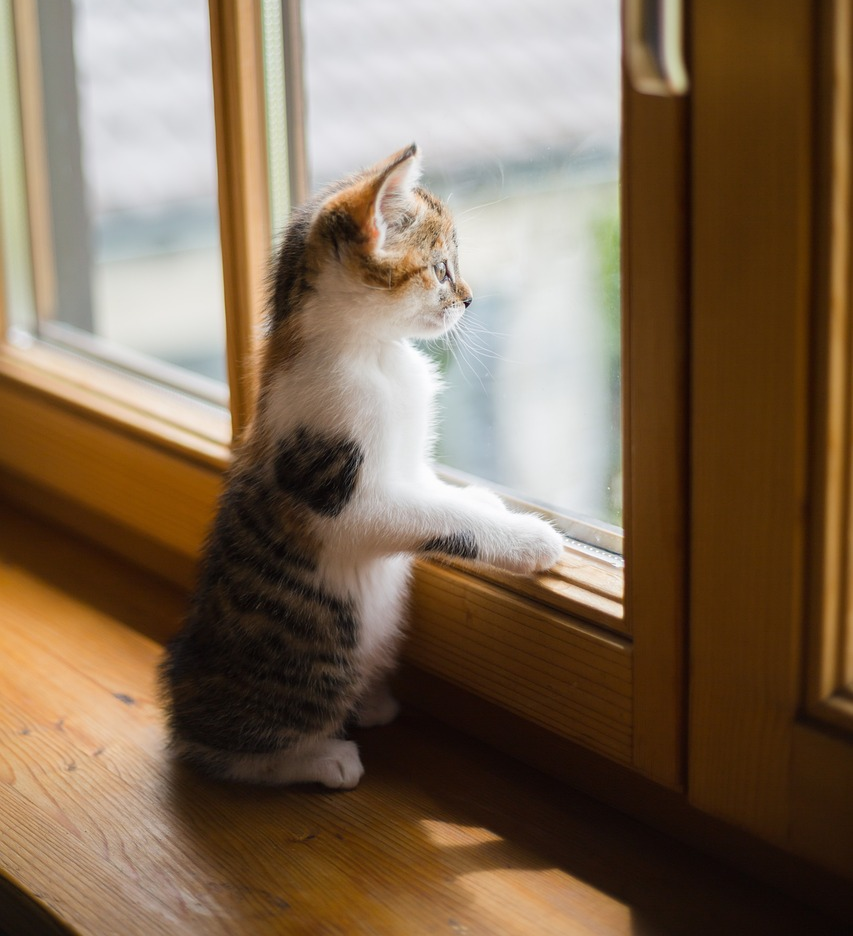 Пример картинки для статьи: кот стоит на задних лапах и смотрит в окно