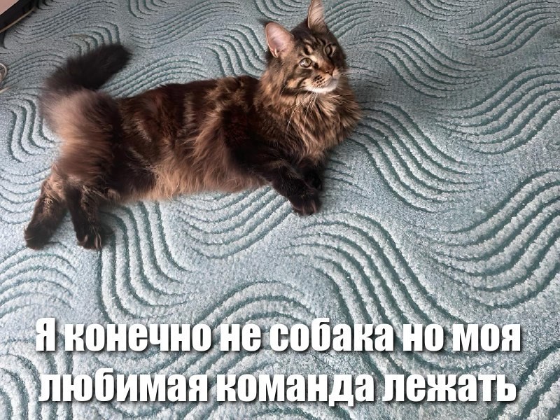 Как я сшила свитшот для кота