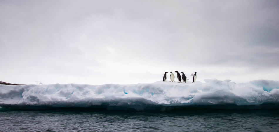 Подводный интернет-кабель может соединить Антарктиду и Чили