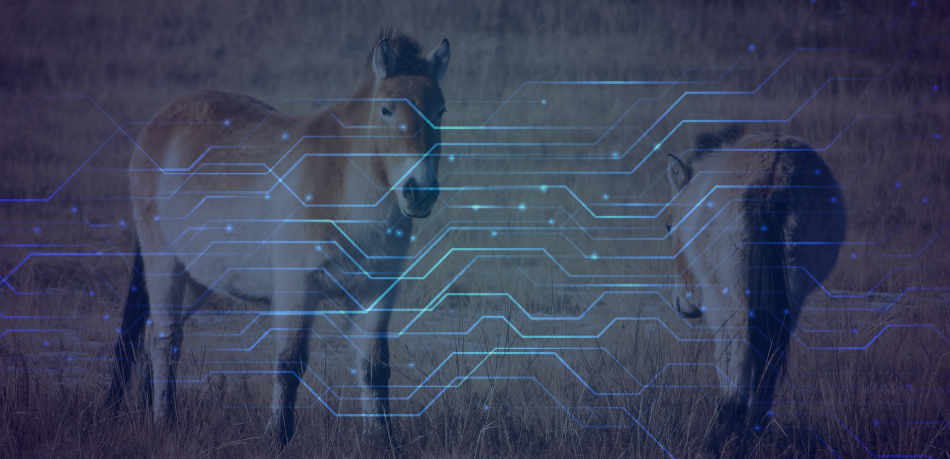 Искусственный интеллект поможет спасти лошадей в национальном парке Хортобадь