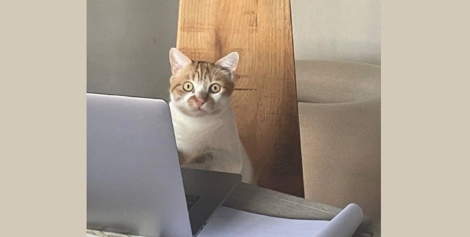 Главный маркер мошенника в SEO. Спорим, вы на него попадались?